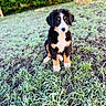 Vaïco a rejoint le concours — aidez-le/la à gagner de superbes lots ! puppy, dog, bernese_mountain_dog, tricolor, black_fur, white_fur, brown_fur, sitting, outdoor, garden, grass, soil, plants, portrait, animal, pet, fluffy, cute, young_dog, nature