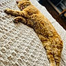cat, ginger_cat, sleeping, relaxed, lying_down, stretched_out, furry, orange_fur, pet, animal, bed, bedspread, blanket, textured_fabric, cozy, indoors, home, warm_lighting, paws, nap