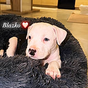 Blazko participe au concours pour gagner de l'argent avec cette photo : puppy, dog, white_dog, pet, animal, portrait, shaggy_bed, black_bed, indoor, kitchen, home, wooden_cabinets, dishwasher, floor, cozy, cute, lying_down, paw, floppy_ears, text_overlay
