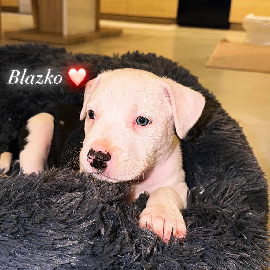 Blazko