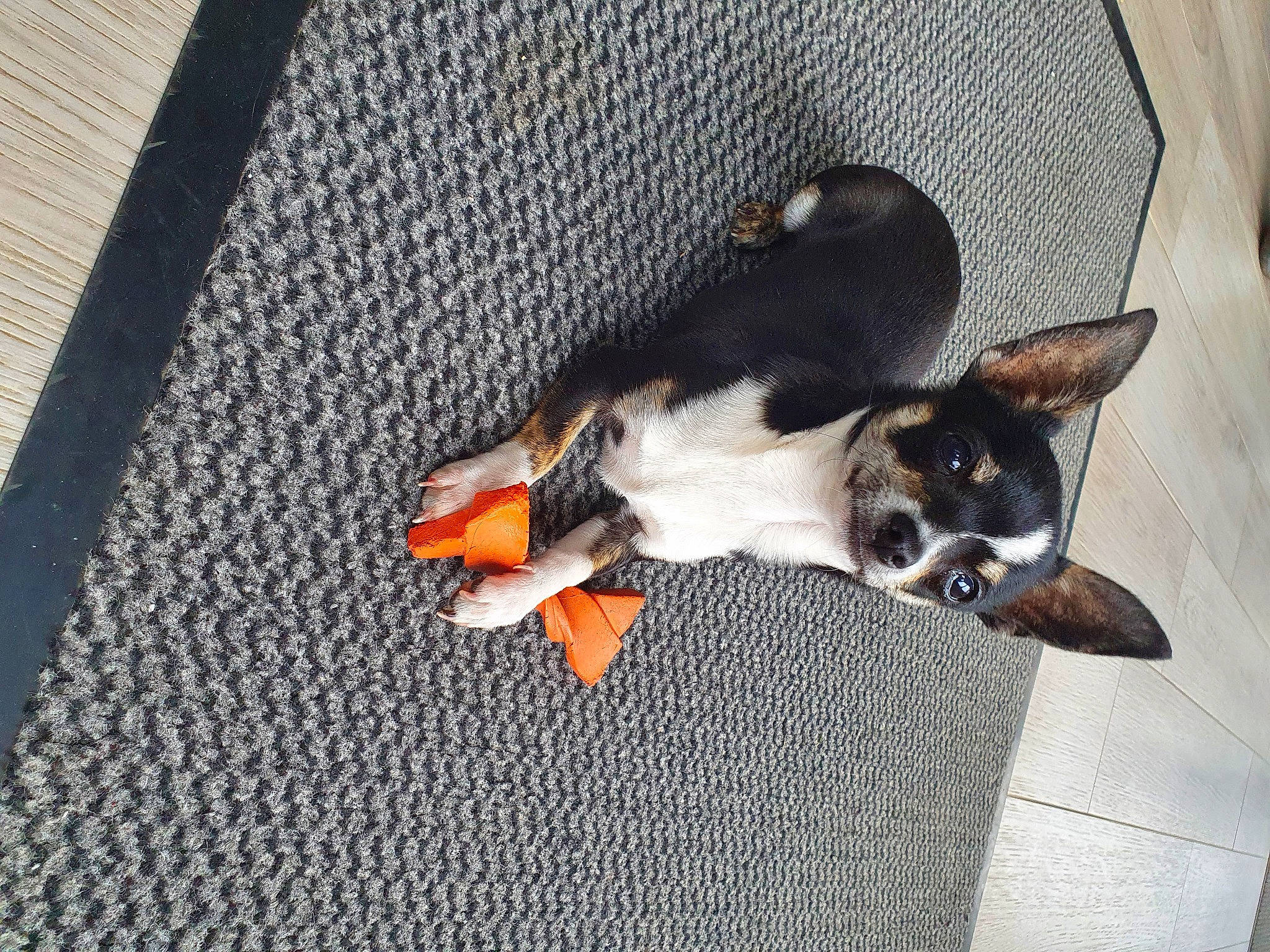 Snoopy a rejoint le concours — aidez-le/la à gagner de superbes lots ! canidae, carnivore, comfort, companion_dog, dog, dog_breed, fawn, felidae, floor, flooring, fur, grey, paw, puppy, small_to_medium_sized_cats, sporting_group, tail, toy_dog, whiskers, wood