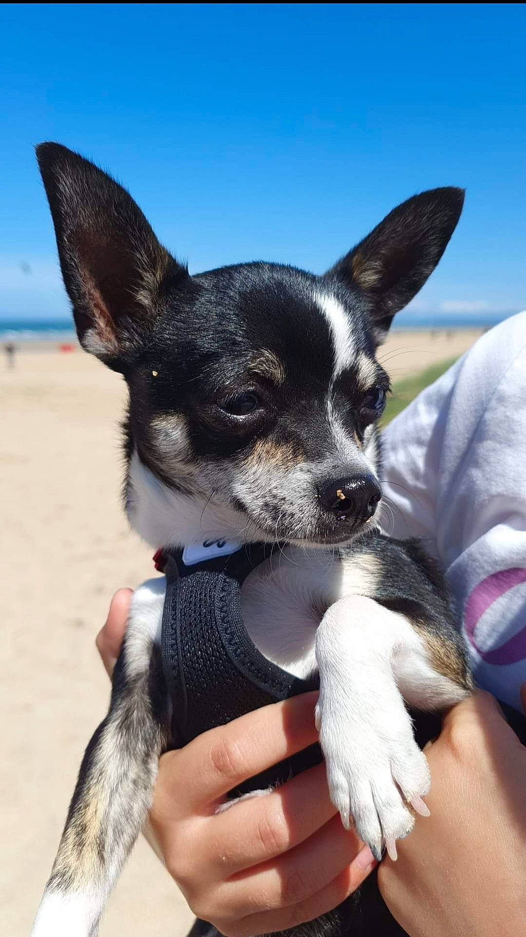 Snoopy a rejoint le concours — aidez-le/la à gagner de superbes lots ! adventure, canidae, carnivore, companion_dog, corgi_chihuahua, dog, dog_breed, electric_blue, fawn, fur, gesture, nail, plant, sky, snout, sporting_group, toy_dog, travel, whiskers, working_animal