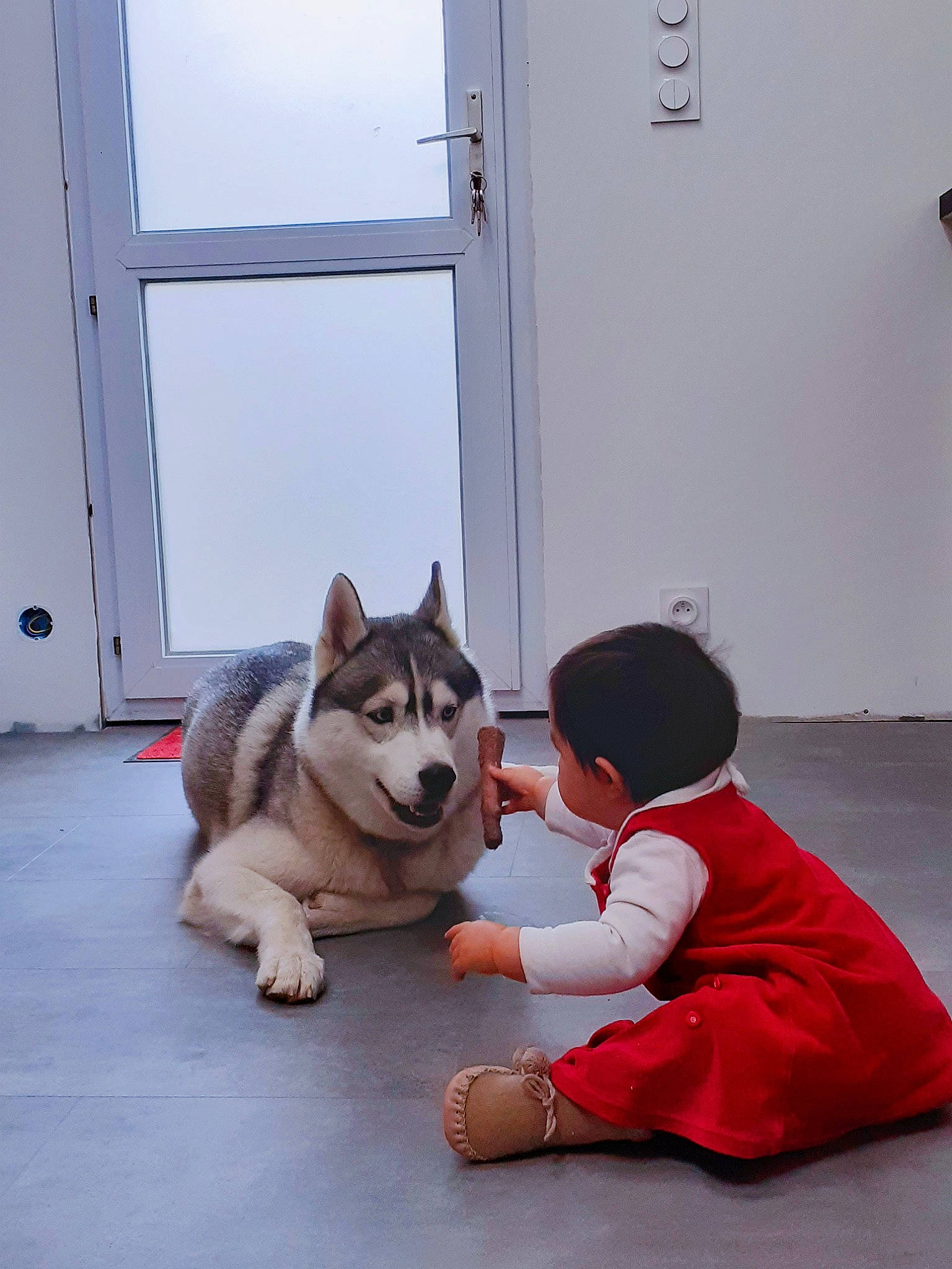 Saolina participe au concours pour gagner de l'argent avec cette photo : canidae, carnivore, companion_dog, dog, dog_breed, door, floor, flooring, foot, fun, fur, happy, leisure, person, recreation, shoe, siberian_husky, sitting, sled_dog, sporting_group