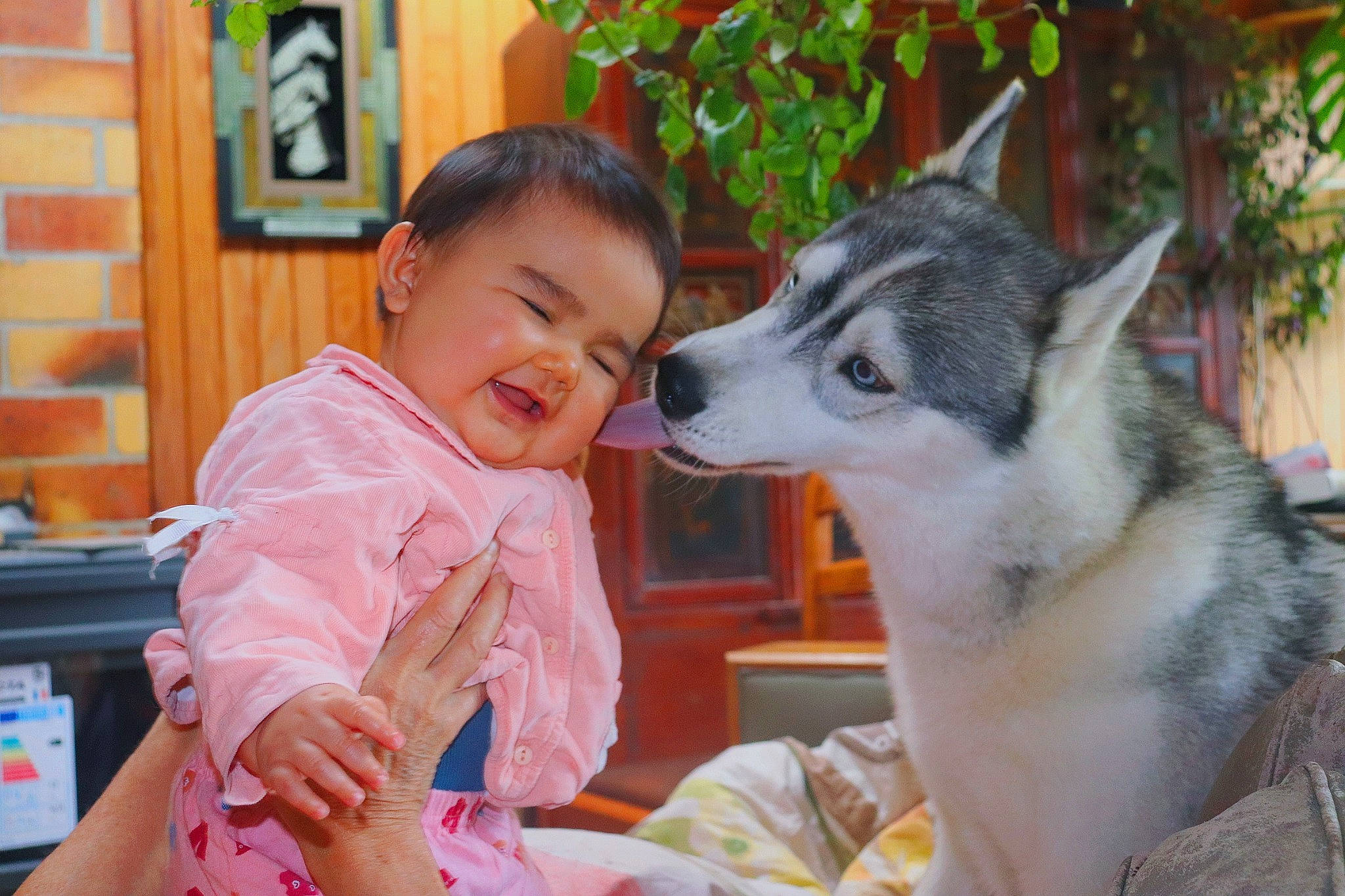 Saolina a rejoint le concours — aidez-le/la à gagner de superbes lots ! baby, canidae, canis, carnivore, dog, dog_breed, fawn, fun, fur, happy, leisure, person, plant, recreation, sitting, sled_dog, snout, sporting_group, toddler, wildlife