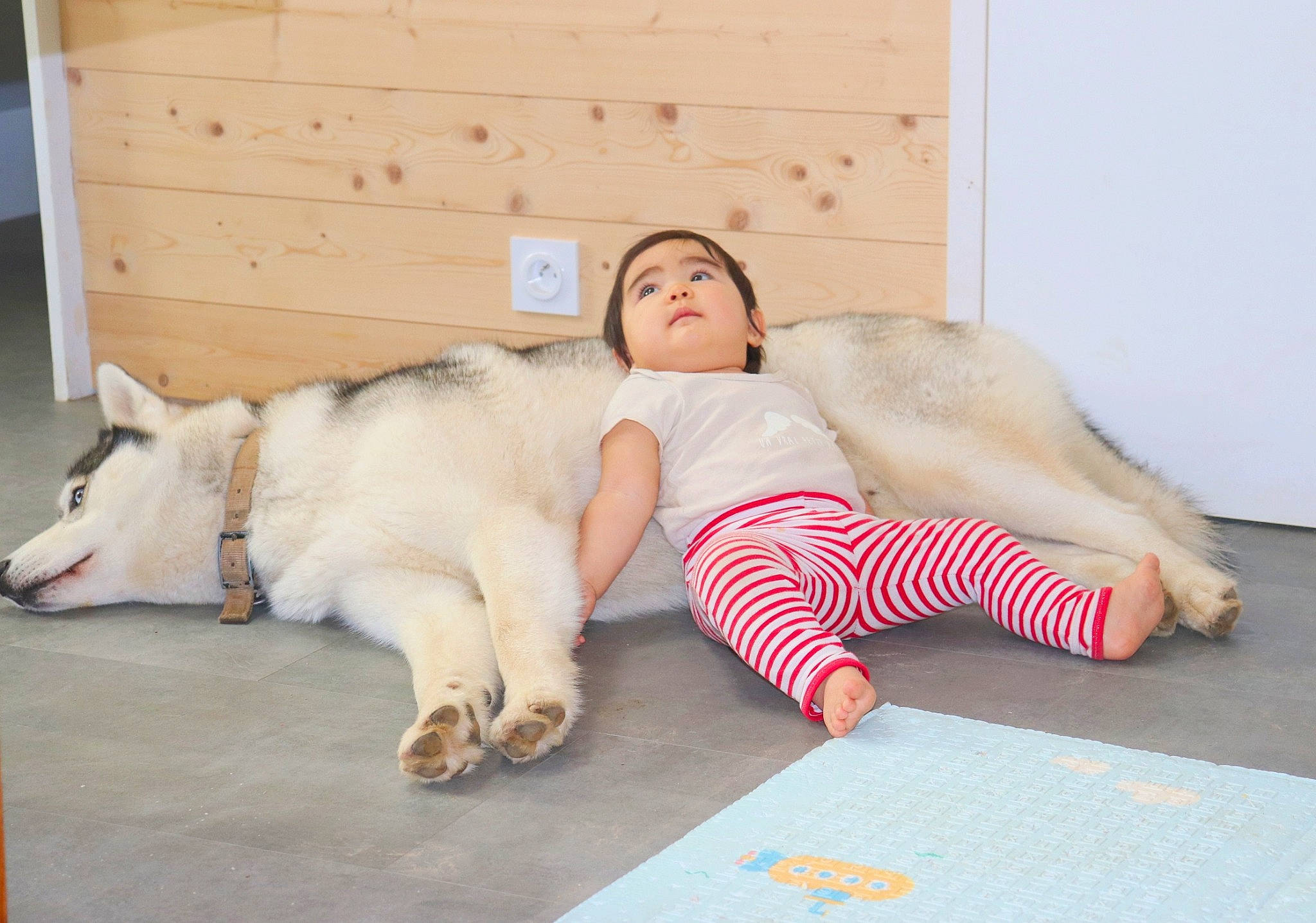 Saolina a rejoint le concours — aidez-le/la à gagner de superbes lots ! abdomen, christmas, comfort, companion_dog, couch, eyewear, floor, flooring, foot, happy, human_leg, knee, leisure, linens, living_room, person, room, sitting, stuffed_toy, thigh