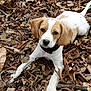Falkor joined the competition — help win amazing prizes! puppy, dog, leaves, outdoor, nature, animal, cute, young, brown, white, ears, collar, fur, playful, pet, ground, autumn, laying, looking, eyes