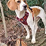 Falkor is registered to the contest to win money with this photo: dog, canine, pet, forest, tree, log, harness, leaves, outdoor, nature, animal, brown, white, ears, snout, paw, wood, bark, branches, ground