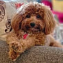 dog, curly_hair, fluffy, couch, pillow, indoor, pet, relaxed, brown, close_up, portrait, furry, companion, cute, domestic_animal, animal, face, paw, home, cozy