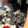 Ebby joined the competition — help win amazing prizes! black_dog, bow, car_interior, cute, daylight, dog, driver, glasses, man, pet, red_blanket, relaxed, road_trip, seat, sleepy, small_dog, sunlight, trees, white_and_black_dog, window