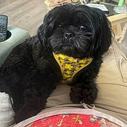 Ebby joined the competition — help win amazing prizes! animal, beige_pants, black_dog, clothing, cute, dog, floor, fluffy, furniture, glass_table, harness, indoor, lap, living_room, person, pet, portrait, red_shirt, remote_control, yellow_harness