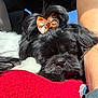 Ebby is registered to the contest to win money with this photo: adorable, animal, black_dog, bow, car_interior, close_up, companion, cozy, cute, dog, domestic, fur, indoor, nap, pet, red_blanket, relaxed, resting, sleeping, sunlight