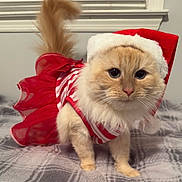 Coco is registered to the contest to win money with this photo: cat, fluffy, cream_color, red_dress, santa_hat, pet, indoor, blanket, cute, holiday, christmas, feline, wearing_clothes, close_up, animal, fur, whiskers, portrait, festive, costume