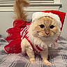 cat, fluffy, cream_color, red_dress, santa_hat, pet, indoor, blanket, cute, holiday, christmas, feline, wearing_clothes, close_up, animal, fur, whiskers, portrait, festive, costume