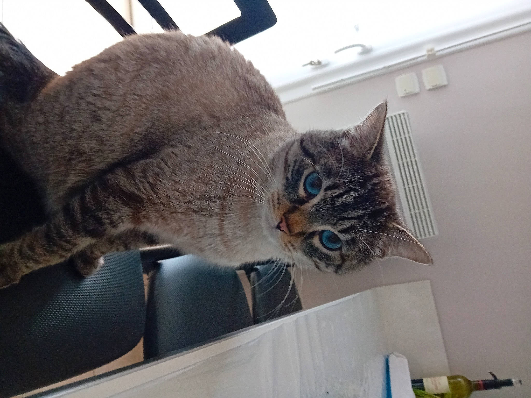 Zeus a rejoint le concours — aidez-le/la à gagner de superbes lots ! carnivore, cat, cat_supply, comfort, domestic_short_haired_cat, felidae, fur, small_to_medium_sized_cats, snout, tail, whiskers, window