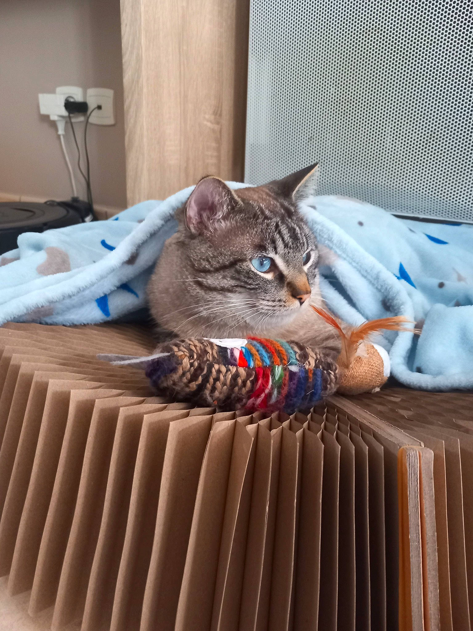 Zeus participe au concours pour gagner de l'argent avec cette photo : bag, bedding, carnivore, cat, comfort, couch, domestic_short_haired_cat, felidae, flooring, fur, grey, hardwood, linens, pattern, room, sitting, small_to_medium_sized_cats, textile, whiskers, wood