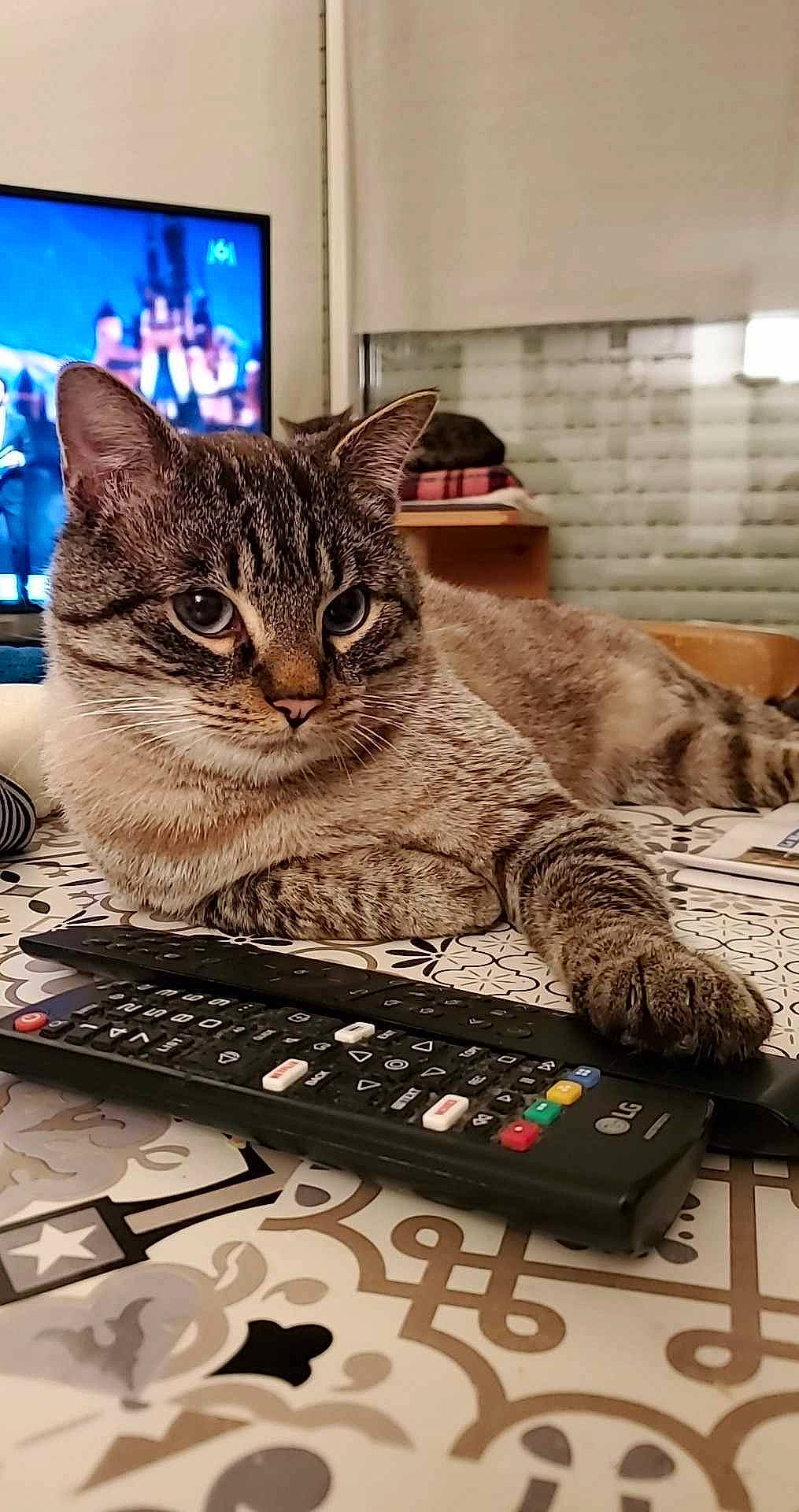 Zeus participe au concours pour gagner de l'argent avec cette photo : audio_equipment, carnivore, cat, domestic_short_haired_cat, electronic_instrument, engineering, felidae, fur, input_device, machine, musical_instrument, musical_instrument_accessory, office_equipment, picture_frame, remote_control, small_to_medium_sized_cats, whiskers, wire