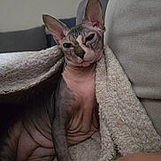 Sioux participe au concours pour gagner de l'argent avec cette photo : sphynx_cat, cat, hairless_cat, pet, indoor, blanket, couch, relaxing, feline, wrinkled_skin, ears, paw, closeup, cozy, texture, home, animal, resting, looking_at_camera, comfort