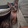 sphynx_cat, cat, hairless_cat, pet, indoor, blanket, couch, relaxing, feline, wrinkled_skin, ears, paw, closeup, cozy, texture, home, animal, resting, looking_at_camera, comfort