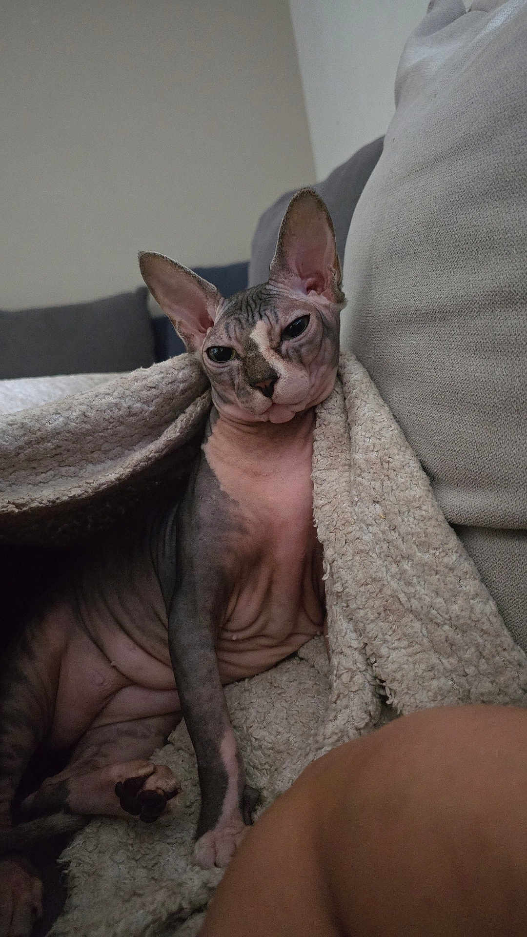 Sioux participe au concours pour gagner de l'argent avec cette photo : sphynx_cat, cat, hairless_cat, pet, indoor, blanket, couch, relaxing, feline, wrinkled_skin, ears, paw, closeup, cozy, texture, home, animal, resting, looking_at_camera, comfort