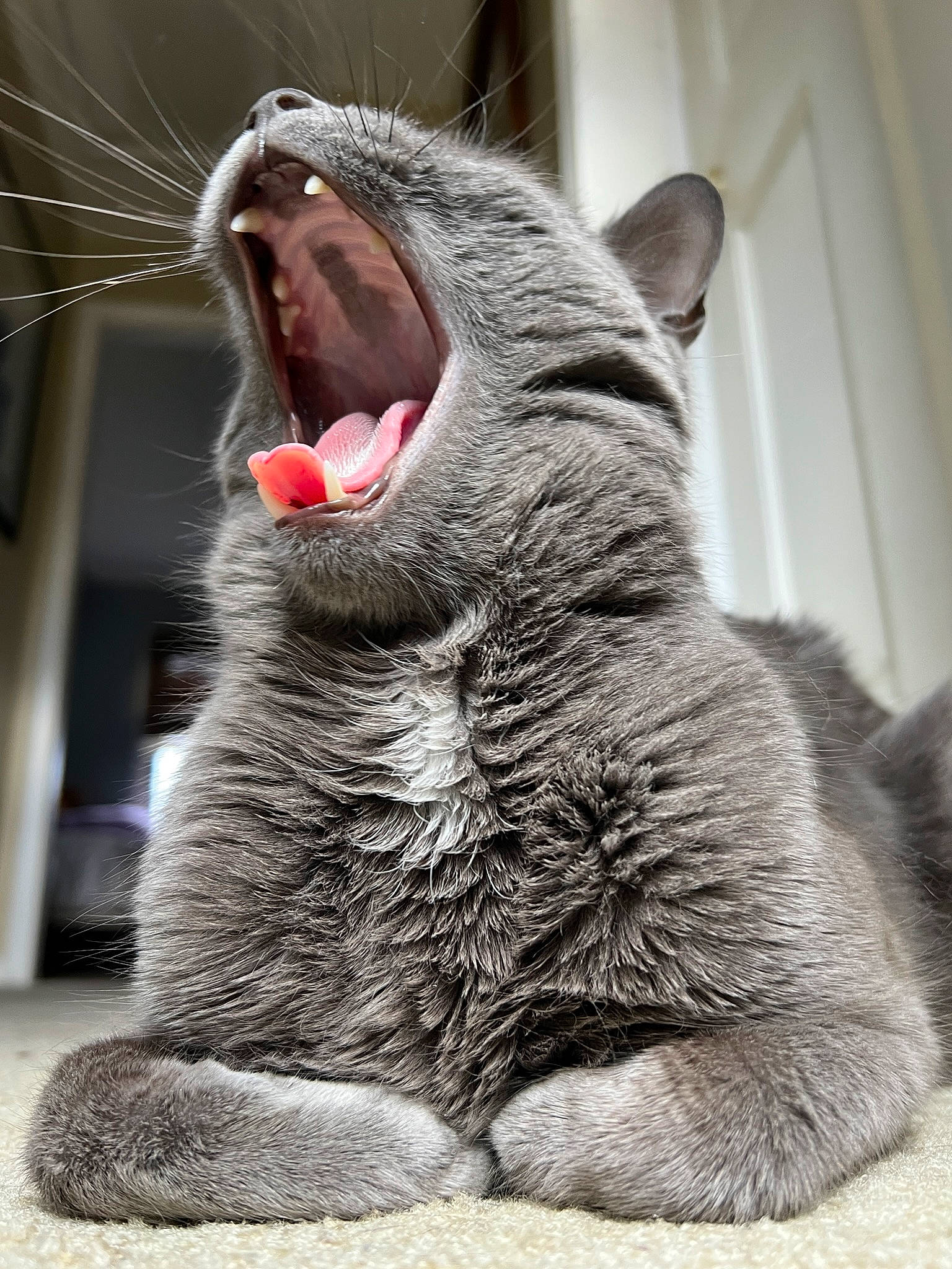 Beau is registered to the contest to win money with this photo: carnivore, cat, claw, domestic_short_haired_cat, ear, fang, felidae, foot, gesture, grey, mammal, paw, small_to_medium_sized_cats, snout, tail, terrestrial_animal, vertebrate, whiskers, window, yawn