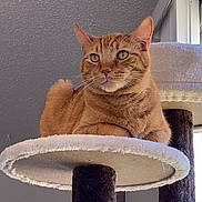 Tiger is registered to the contest to win money with this photo: cat, ginger_cat, feline, pet, indoor, cat_tree, platform, relaxed, fur, whiskers, ears, animal, looking_away, home, cozy, resting, domestic_cat, portrait, calm, natural_light