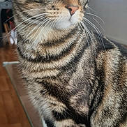 Smooky a rejoint le concours — aidez-le/la à gagner de superbes lots ! animal, cat, close_up, curious, domestic_cat, ears, feline, floor, fur_pattern, glass_table, indoor, looking_away, paws, pet, sitting, striped_fur, tabby, whiskers, window, yellow_eyes
