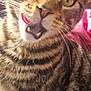 abyssinian, accessories, animal, bodypart, cat, cosmetics, face, glasses, head, kitten, lipstick, manx, mouth, person, pet, photography, portrait, selfie, teeth, tongue