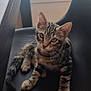abyssinian, animal, cat, chair, cushion, diningtable, face, furniture, hardwood, head, kitten, manx, person, pet, photography, plywood, portrait, sleeping, table, wood