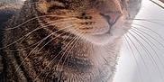 Smooky a rejoint le concours — aidez-le/la à gagner de superbes lots ! animal, background_blur, cat, closeup, curious, domestic_animal, ears, eyes, feline, fur, glass_cup, household, indoor, light, pet, remote_control, shadow, tabby, table, whiskers
