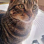 animal, background_blur, cat, closeup, curious, domestic_animal, ears, eyes, feline, fur, glass_cup, household, indoor, light, pet, remote_control, shadow, tabby, table, whiskers