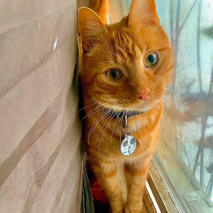 Joseph Walter joined the competition — help win amazing prizes! abyssinian, angora, animal, cat, egyptiancat, hardwood, kitten, manx, pet, stainedwood, window, windowsill, wood