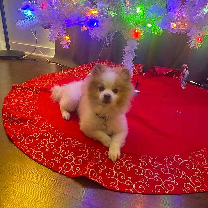 Bubby is registered to the contest to win money with this photo: animal, canine, cat, cockerspaniel, dog, eskimodog, indoors, interiordesign, kitten, light, lighting, nature, outdoors, papillon, pet, plant, pottedplant, puppy, purple, whitedog