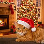 bokeh, cat, christmas, christmas_tree, cozy, decorations, festive, fireplace, ginger_cat, holiday, indoor, lights, pet, portrait, presents, relaxed, santa_hat, sofa, stocking, warmth