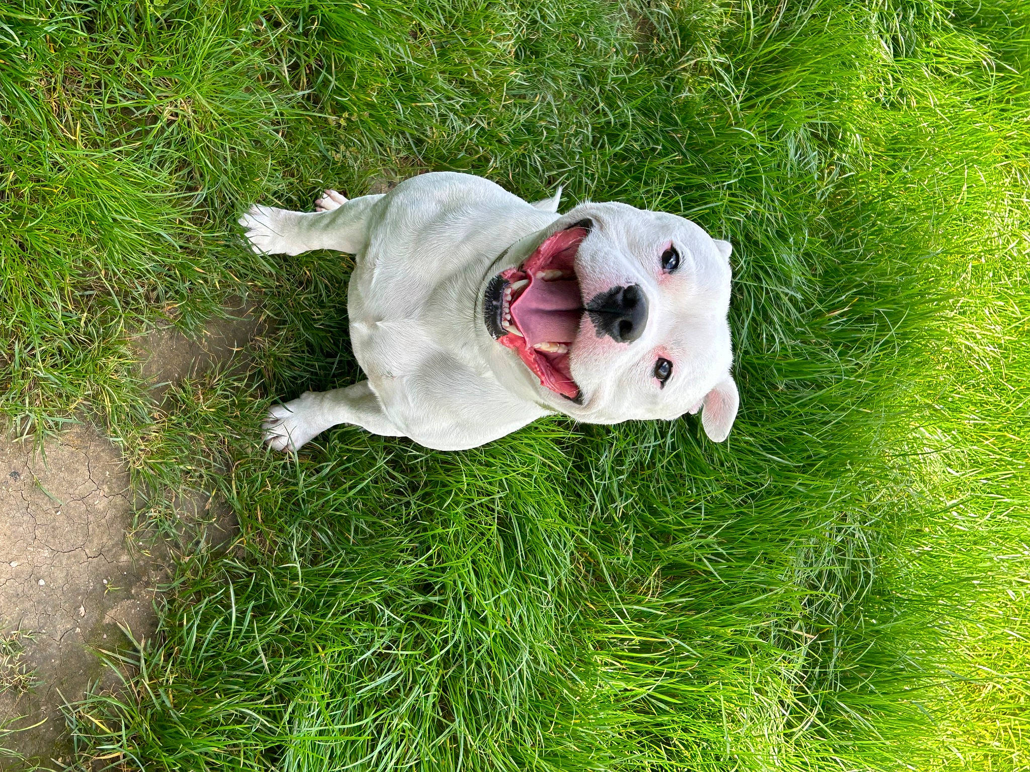 Jango participe au concours pour gagner de l'argent avec cette photo : canidae, carnivore, companion_dog, dog, dog_breed, dog_collar, fawn, grass, grassland, groundcover, non_sporting_group, plant, snout, sporting_group, tail, terrestrial_animal, toy, working_animal