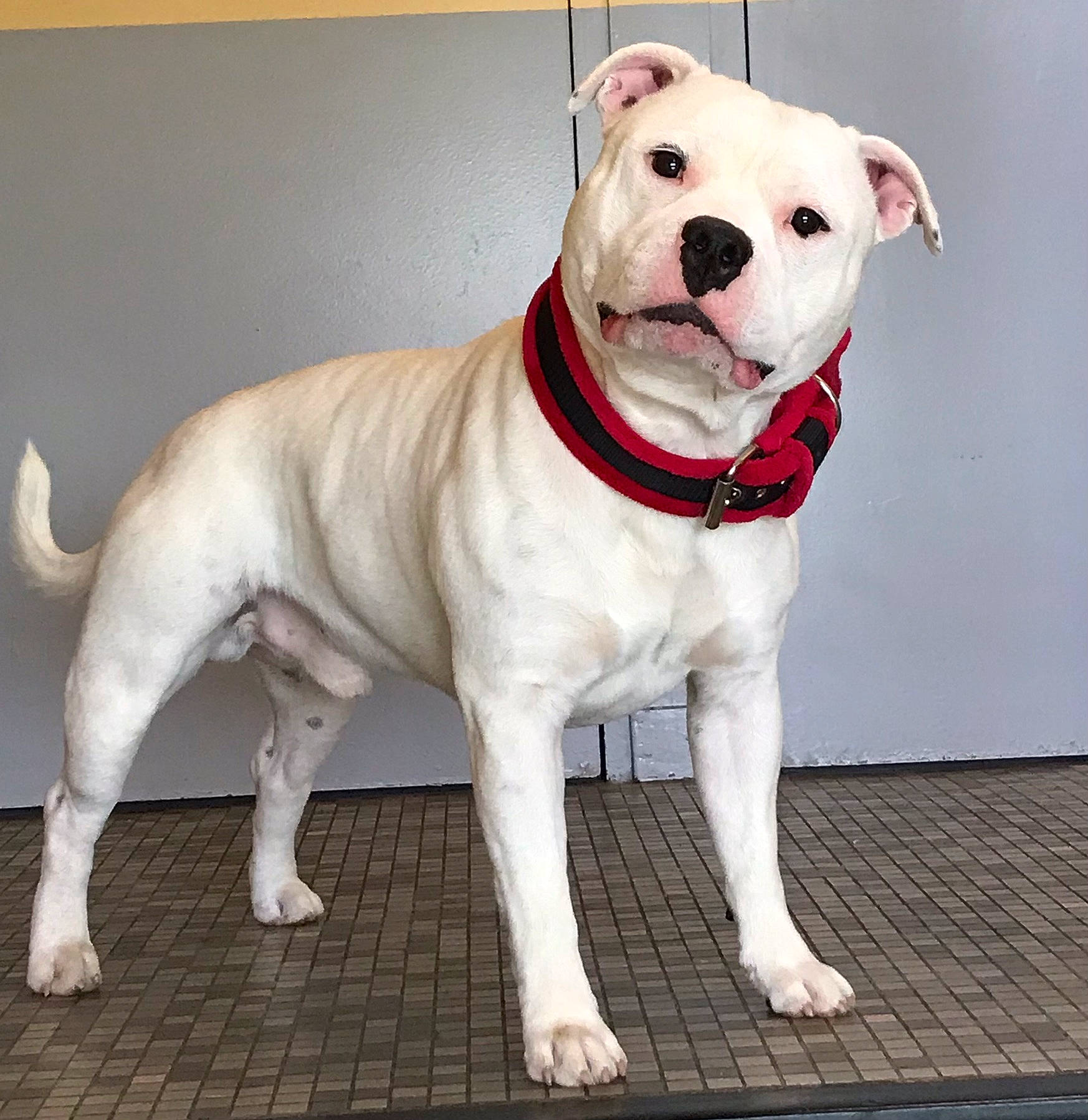 Jango participe au concours pour gagner de l'argent avec cette photo : ancient_dog_breeds, carnivore, circle, collar, companion_dog, cordoba_fighting_dog, dog, dog_breed, dog_collar, dog_supply, fashion_accessory, fawn, non_sporting_group, pet_supply, tail, terrestrial_animal, working_animal, working_dog