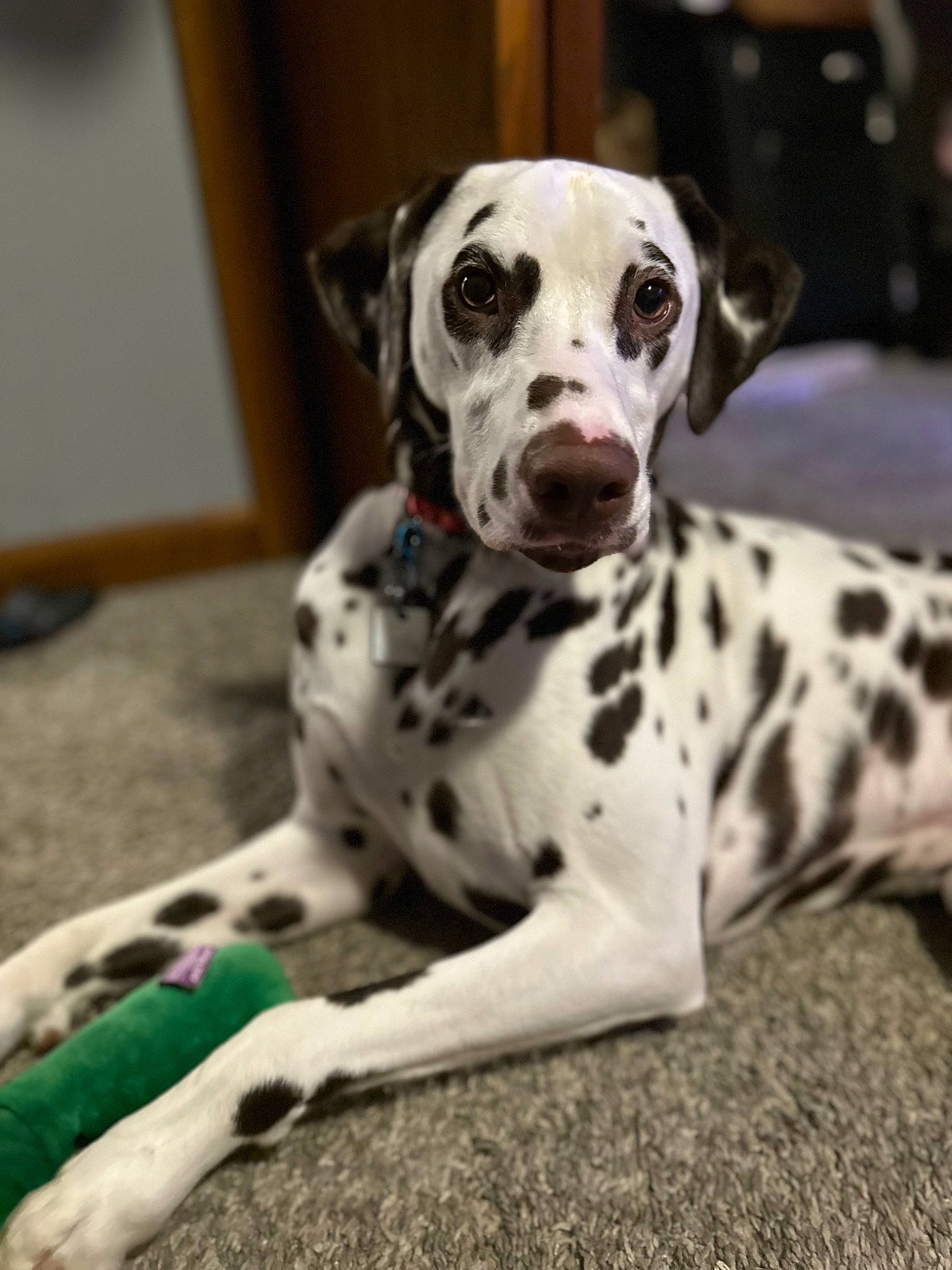 Morty is registered to the contest to win money with this photo: canidae, carnivore, comfort, companion_dog, dalmatian, dog, dog_breed, great_dane, non_sporting_group, snout, sporting_group, terrestrial_animal, whiskers, working_animal, working_dog