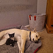 Tux is registered to the contest to win money with this photo: dog, kitten, pet_bed, indoor, cozy, relaxed, black_and_white_kitten, light_colored_dog, carpet, fabric_basket, wall_texture, wooden_furniture, animal_companions, resting, cute, small_kitten, collar, home_interior, flooring, peaceful