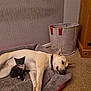dog, kitten, pet_bed, indoor, cozy, relaxed, black_and_white_kitten, light_colored_dog, carpet, fabric_basket, wall_texture, wooden_furniture, animal_companions, resting, cute, small_kitten, collar, home_interior, flooring, peaceful