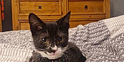 Tux is registered to the contest to win money with this photo: bed, bell, black_and_white, blanket, cat, collar, cozy, cute, domestic, ears, fur, indoor, kitten, pattern, pet, resting, television, whiskers, wooden_dresser, young