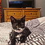 Tux is registered to the contest to win money with this photo: kitten, cat, black_and_white, collar, bell, bed, blanket, pattern, wooden_dresser, television, indoor, pet, fur, whiskers, ears, cute, young, resting, domestic, cozy