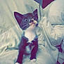 Tux joined the competition — help win amazing prizes! kitten, cat, black_and_white, bed, blanket, fur, whiskers, pet, indoor, curious, wide_eyes, young, feline, cute, animal, paw, resting, cozy, small, domestic