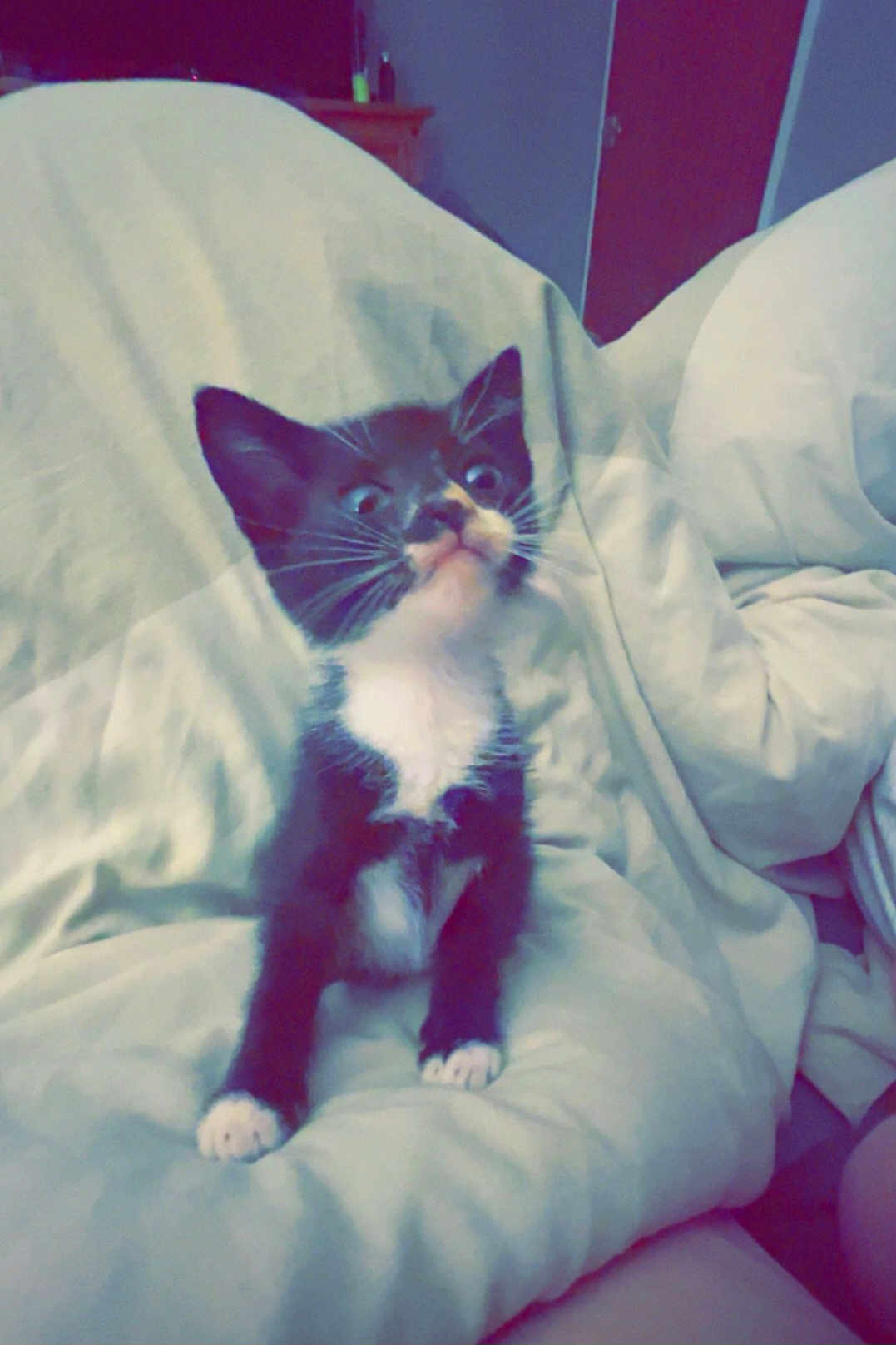 Tux joined the competition — help win amazing prizes! kitten, cat, black_and_white, bed, blanket, fur, whiskers, pet, indoor, curious, wide_eyes, young, feline, cute, animal, paw, resting, cozy, small, domestic