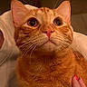 cat, orange_cat, pet, animal, feline, whiskers, wide_eyes, portrait, close_up, indoor, cozy, warm_lighting, sitting, fur, ginger, tabby, human_hand, petting, bed, cute