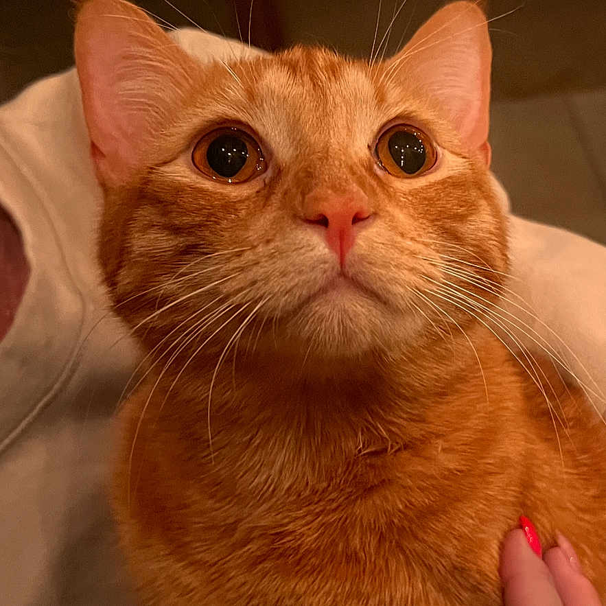 Tubby Wuggy is registered to the contest to win money with this photo: cat, orange_cat, pet, animal, feline, whiskers, wide_eyes, portrait, close_up, indoor, cozy, warm_lighting, sitting, fur, ginger, tabby, human_hand, petting, bed, cute