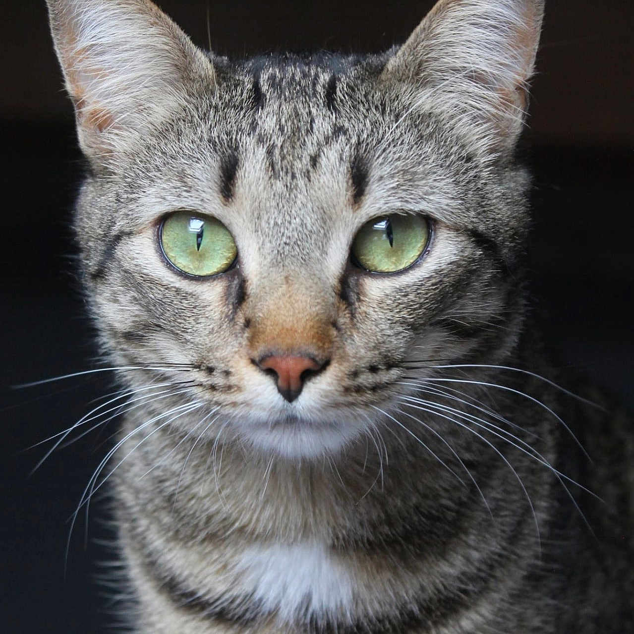 Shadow participe au concours pour gagner de l'argent avec cette photo : alert, animal, cat, close_up, cute, domestic_cat, ears, face, feline, focused, fur, green_eyes, indoor, looking, mammal, pet, portrait, soft_light, tabby_cat, whiskers
