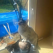 Polochon a rejoint le concours — aidez-le/la à gagner de superbes lots ! cat, plant, window, sunlight, indoor, potted_plant, blue_pool, curious_cat, relaxed_cat, animal, feline, pet, houseplant, daylight, glass_window, shadow, floor, domestic, nature, garden