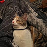 Mia is registered to the contest to win money with this photo: animal, blanket, brown, cat, collar, comfort, cozy, cute, feline, fur, home, indoor, orange, pet, relaxed, resting, sleepy, striped, whiskers, white