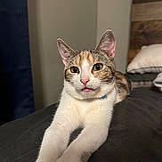 Mia joined the competition — help win amazing prizes! animal, bed, calico, cat, close_up, collar, cute, domestic, ears, feline, fur, indoor, looking, paws, pet, pink_nose, relaxed, resting, stretching, whiskers