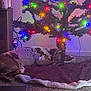 Delta Sue joined the competition — help win amazing prizes! dog, sleeping_dog, christmas_tree, christmas_lights, tree_skirt, plaid_blanket, indoor, carpet, cozy, multicolored_lights, artificial_tree, resting, holiday, living_room, spotted_dog, pet, night, decorations, cable, peaceful