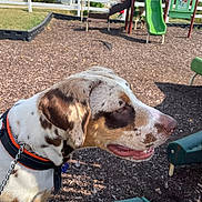 Delta Sue joined the competition — help win amazing prizes! dog, playground, slide, wood_chips, collar, leash, spotted_coat, close_up, profile, outdoor, pet, snout, ear, tongue, play_equipment, fence, house, grass, daylight, park
